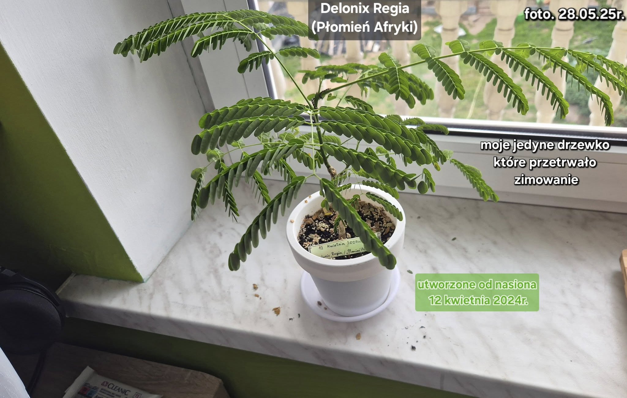 Najstarsza Delonix Regia